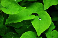 雨粒
