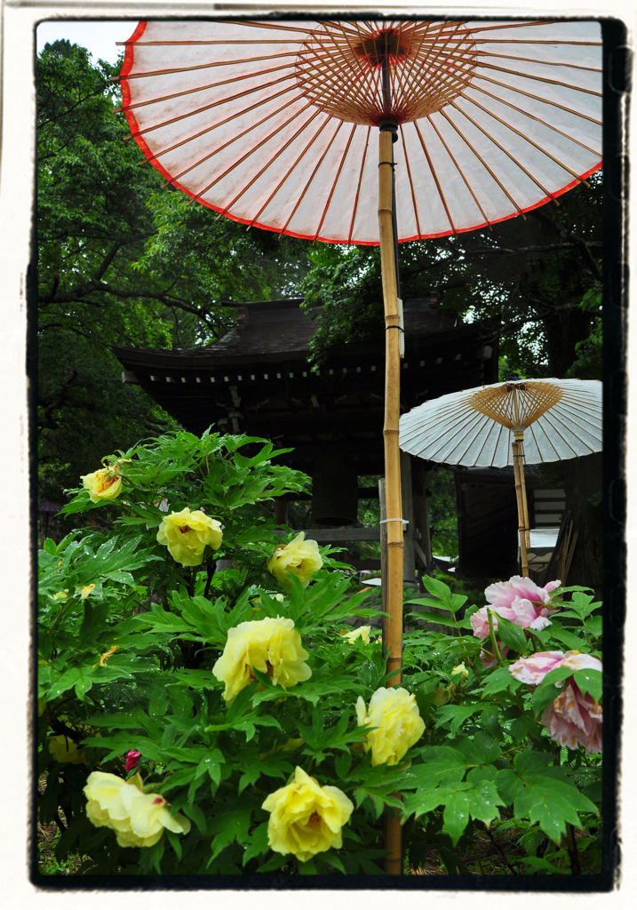ぼたん寺は雨