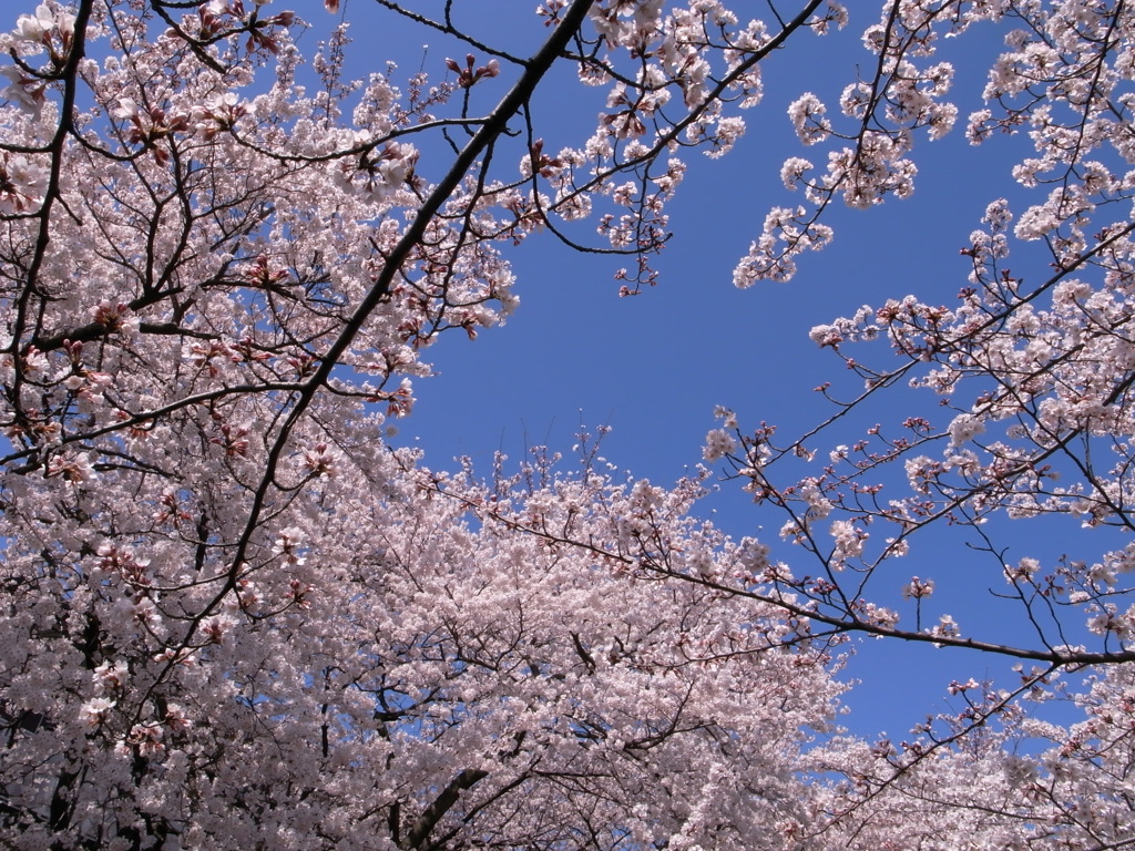 RICOH GR 006