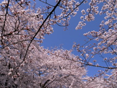 RICOH GR 006