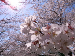RICOH GR 013
