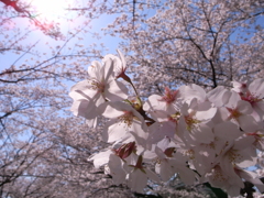 まぶしい桜