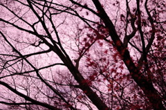 七沢森林公園-木!!!!-