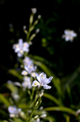 花々