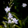 花々