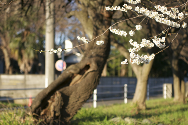 朝日