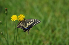 初夏のアゲハ蝶とたんぽぽ