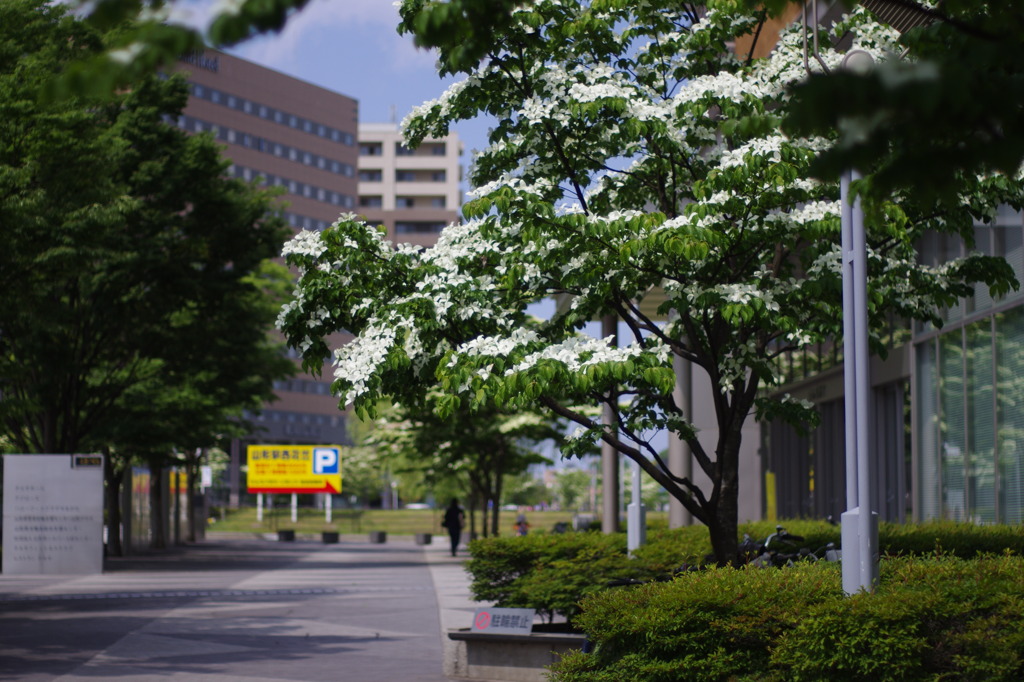 はなみずきの咲く街路