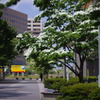 はなみずきの咲く街路