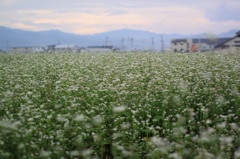 蕎麦の畑の朝