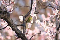 小鳥と桜