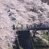 桜の園へ渡る橋