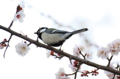 桜の枝で、