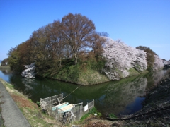 堀に浮かぶ桜の島