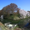 堀に浮かぶ桜の島