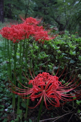 彼岸花