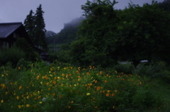 夏の冷たい雨の中　黄色コスモス