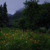 夏の冷たい雨の中　黄色コスモス