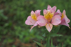 はじめてみる花