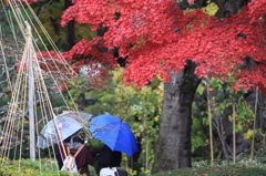 赤い葉、蒼い傘
