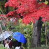 赤い葉、蒼い傘