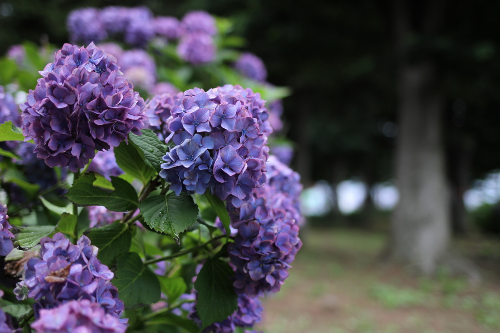 梅雨の晴れ間と紫陽花