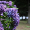 梅雨の晴れ間と紫陽花