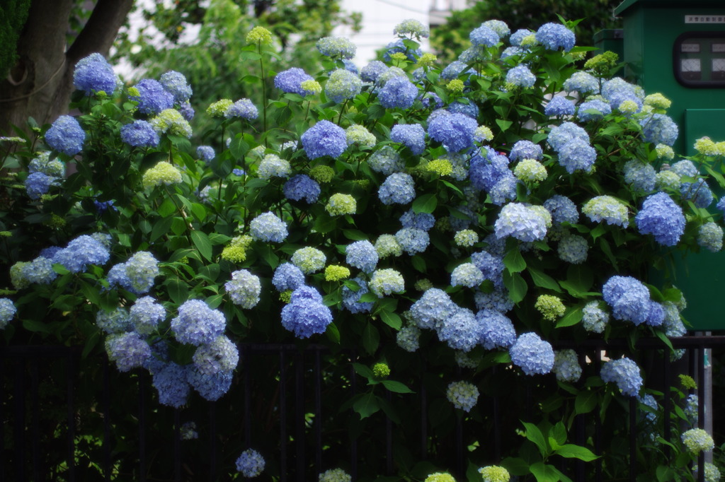 朝、紫陽花