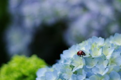 紫陽花とお友達