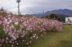 秋桜の道