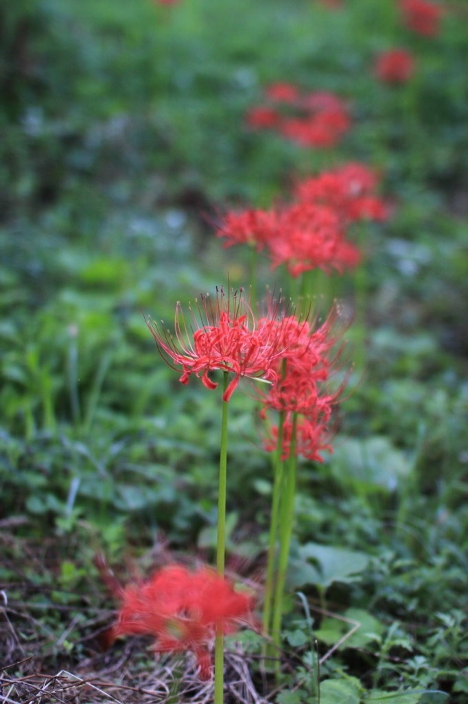 彼岸花、朝