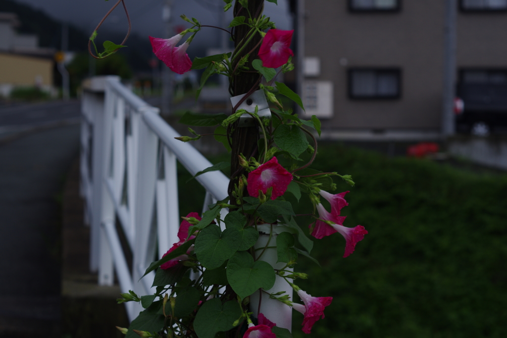 夕方の朝顔