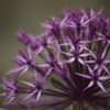 紫色の花