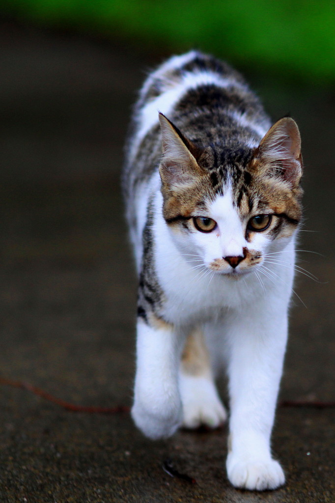 5ＤⅢ+トラ　ＮＯ！　50Ｄ+猫（＾＾：
