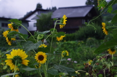 太陽はどこ？