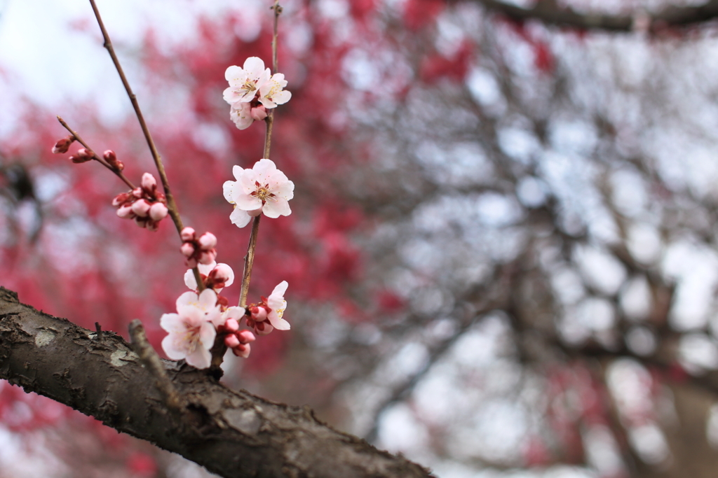 sakura待
