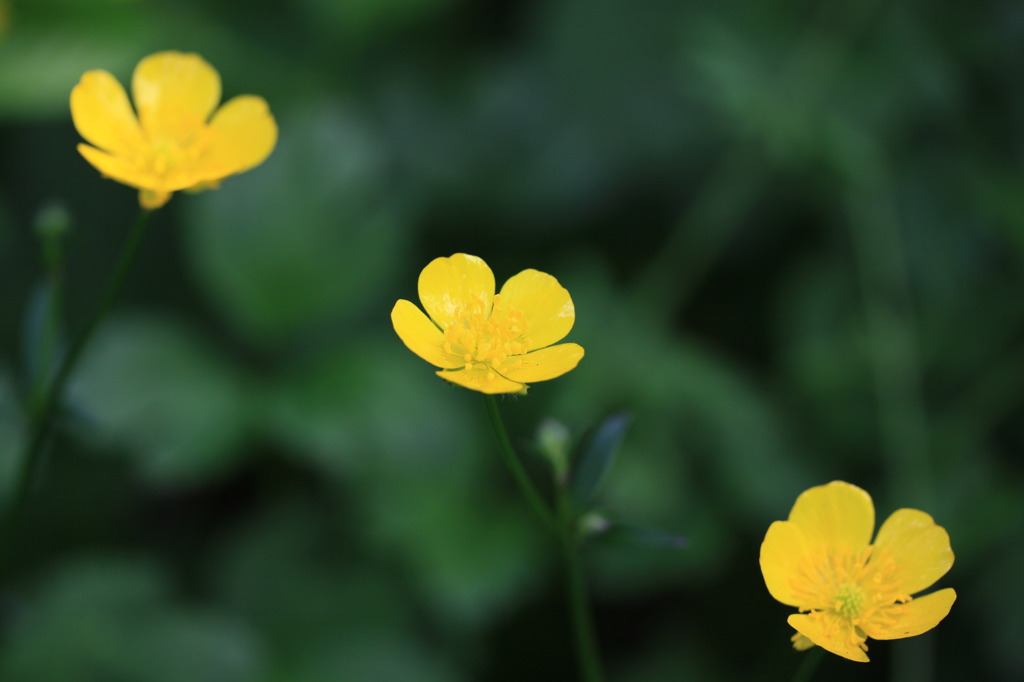 光る花の三兄弟