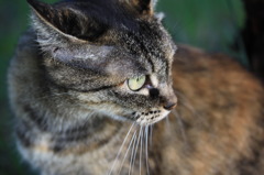 そして、猫（今回お世話になったモデルさん）