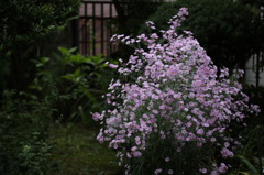 雨の朝の孔雀草