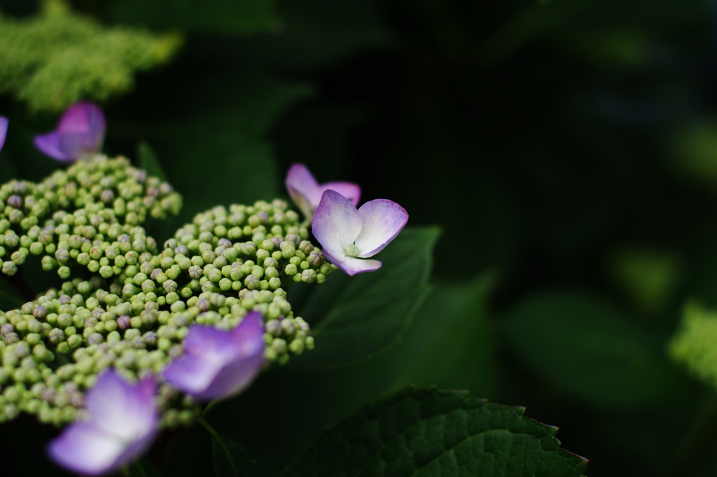 紫陽花