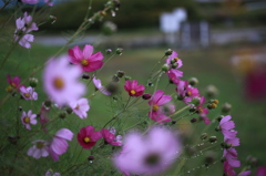 雨のコスモス