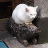 猫とぶた。