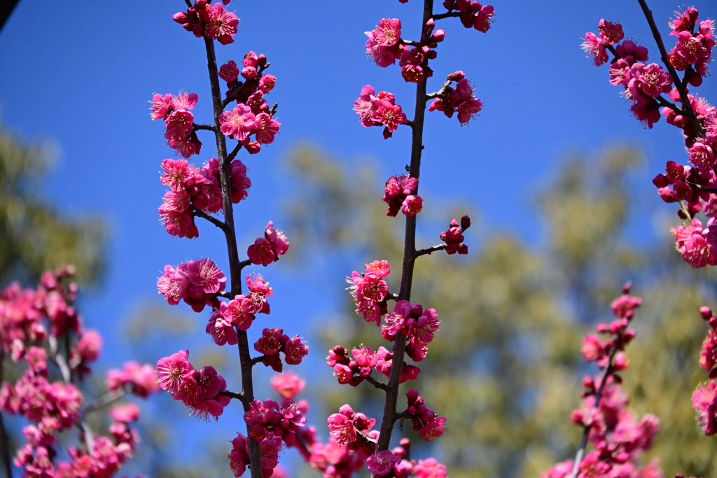 元浜緑地公園の紅梅