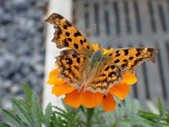 そ～と近づいた　ツマグロヒョウモン・・・間違い、キタテハでした(^^ゞ