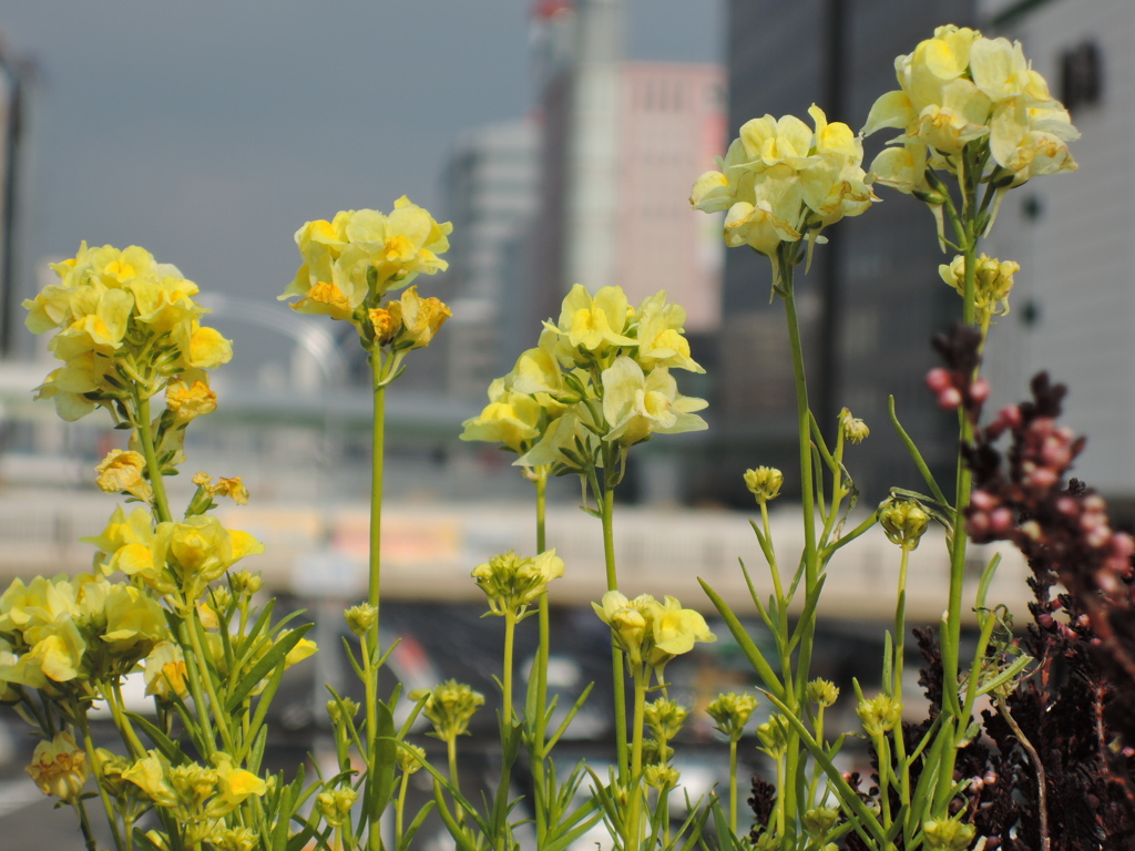 三ノ宮駅の花壇２