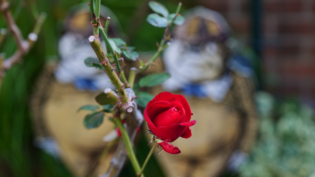 神戸北野異人館　英国館のガーデン