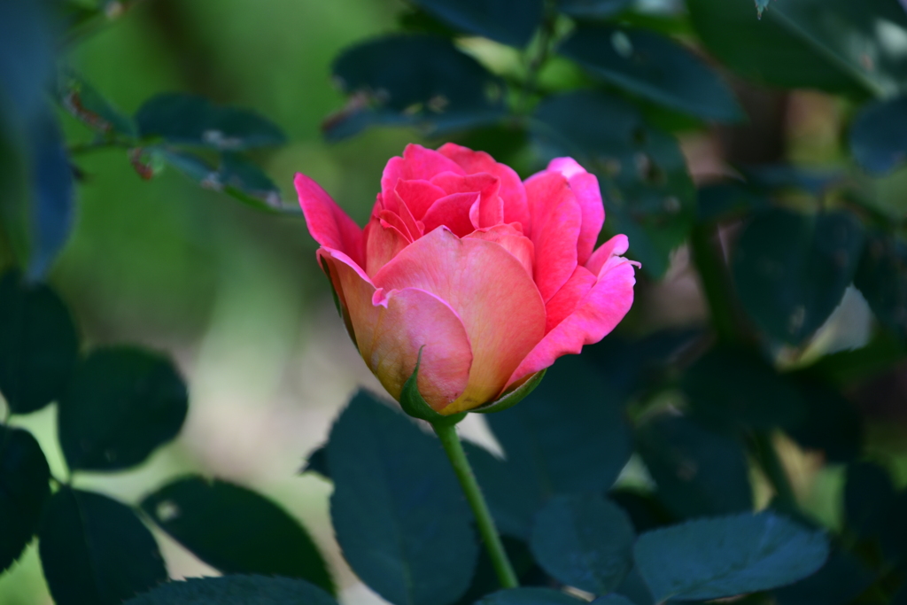 靭公園　バラ（オータム）