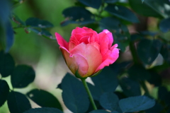 靭公園　バラ（オータム）