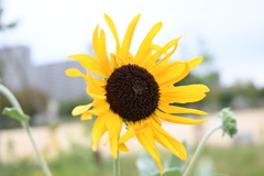 ひまわり　扇町公園