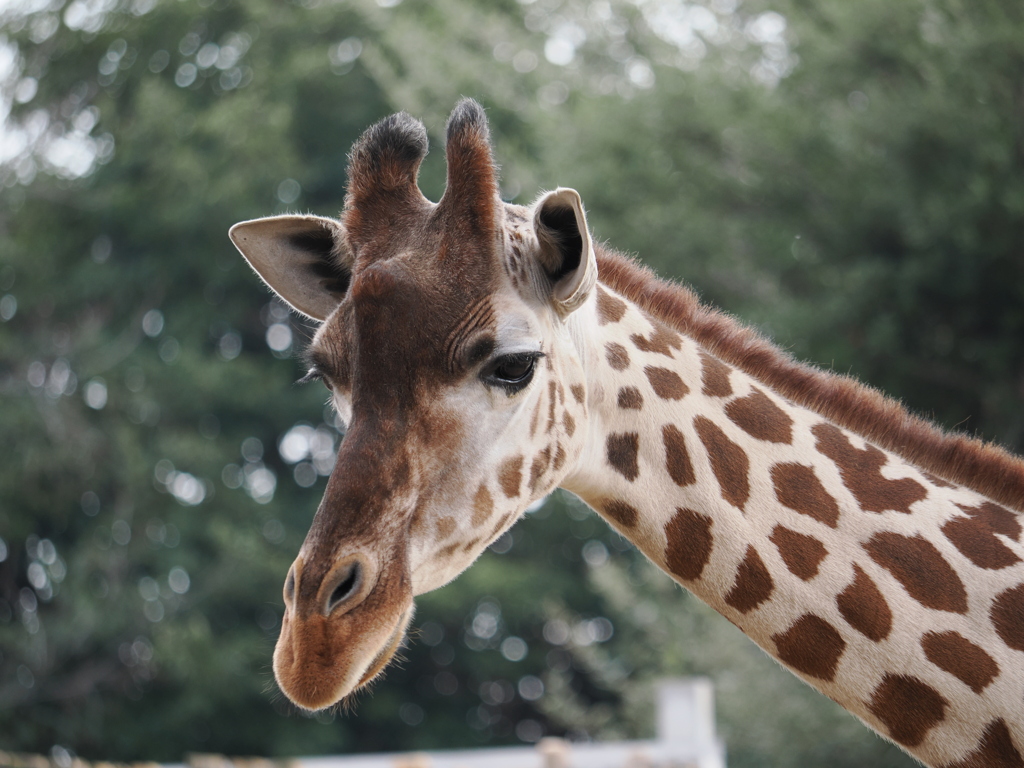 天王寺動物園昼食後のキリン